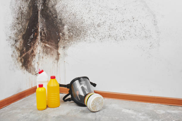 Best Crawl Space Mold Removal  in Ack, NY