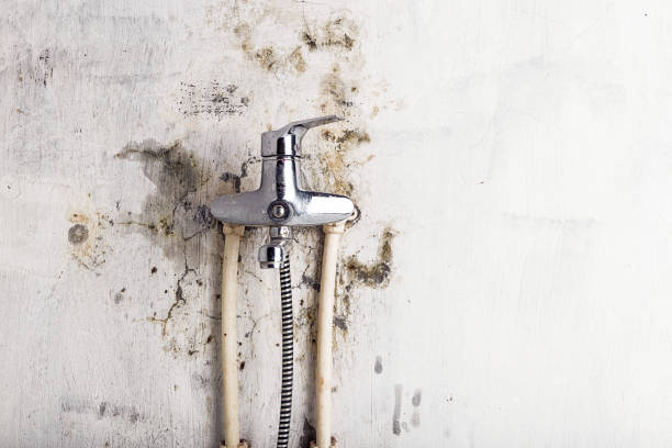 Professional Mold Removal in Nyack, NY
