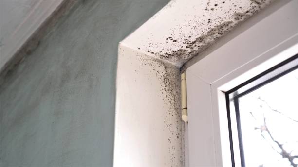 Best Mold Removal Specialists  in Ack, NY