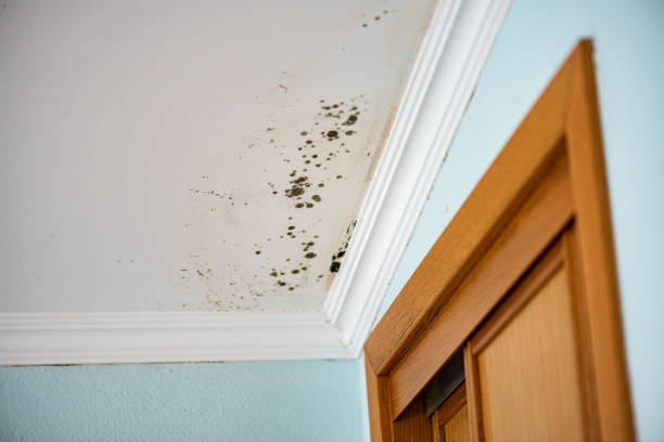 Best Mold Inspection  in Ack, NY