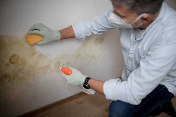 Best Attic Mold Removal  in Ack, NY