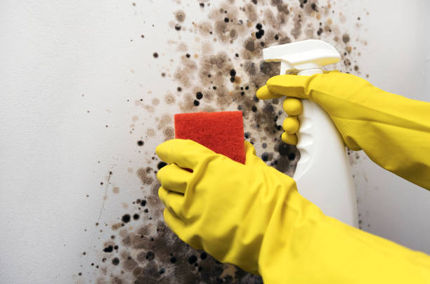 Best Commercial Mold Removal  in Ack, NY