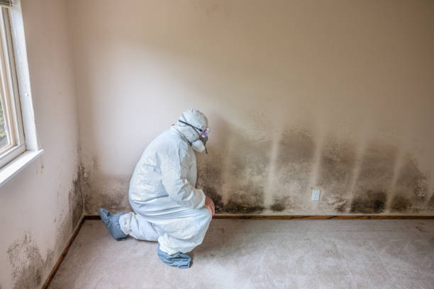 Best Office Mold Removal Services  in Ack, NY
