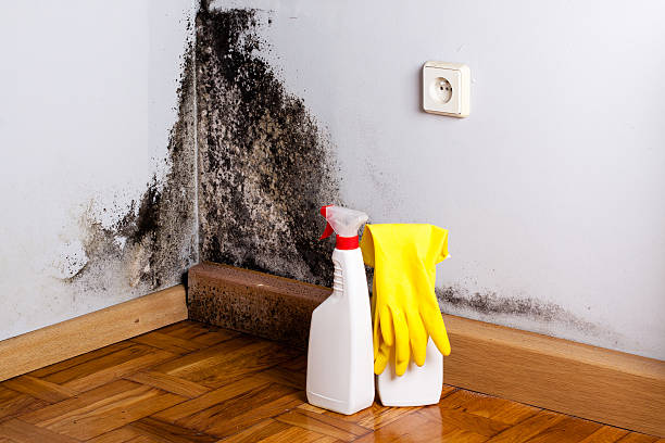 Best Mold Damage Repair  in Ack, NY