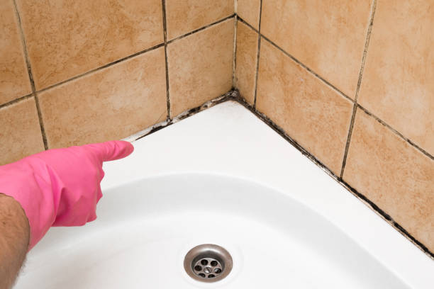 Best Toxic Mold Removal  in Ack, NY